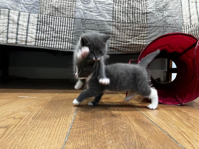 High Quality Kitten Attack! Blank Meme Template