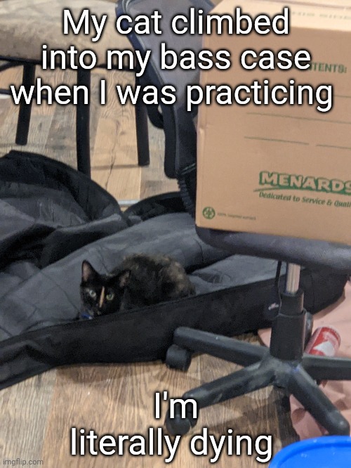 Bass cat | My cat climbed into my bass case when I was practicing; I'm literally dying | image tagged in memes | made w/ Imgflip meme maker