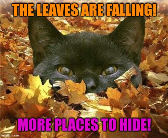 JUMP OUT AND SCARE PEOPLE | THE LEAVES ARE FALLING! MORE PLACES TO HIDE! | image tagged in cats,funny cats,spooktober | made w/ Imgflip meme maker