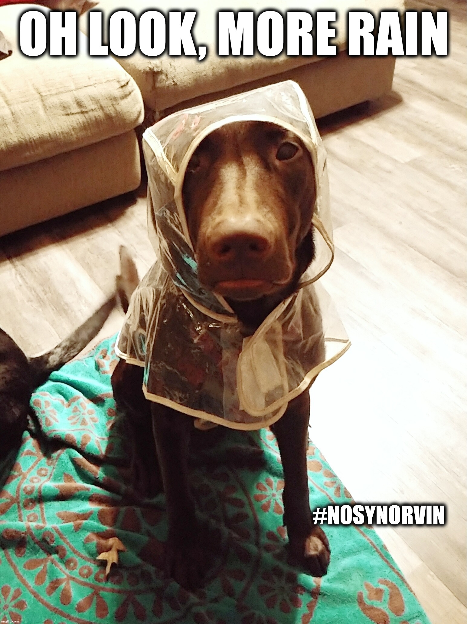 Oh look, more rain | OH LOOK, MORE RAIN; #NOSYNORVIN | image tagged in it's raining,rain,dogs,memes,cute,funny animals | made w/ Imgflip meme maker