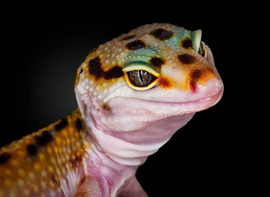 Leopard Gecko. Photo credit: Pedro Krebs | image tagged in awesome,pics,photography | made w/ Imgflip meme maker