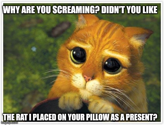 A present from the cat | WHY ARE YOU SCREAMING? DIDN'T YOU LIKE; THE RAT I PLACED ON YOUR PILLOW AS A PRESENT? | image tagged in memes,shrek cat | made w/ Imgflip meme maker