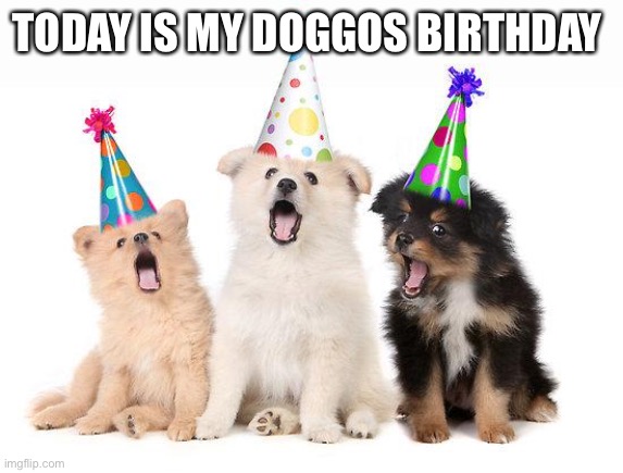 Yay | TODAY IS MY DOGGOS BIRTHDAY | image tagged in happy birthday puppies | made w/ Imgflip meme maker