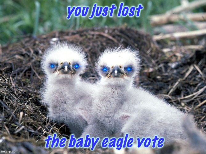 you just lost the baby eagle vote | made w/ Imgflip meme maker