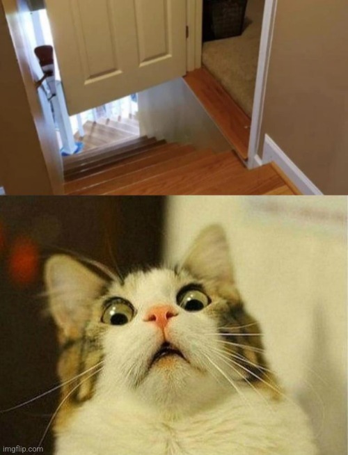 image tagged in memes,scared cat | made w/ Imgflip meme maker