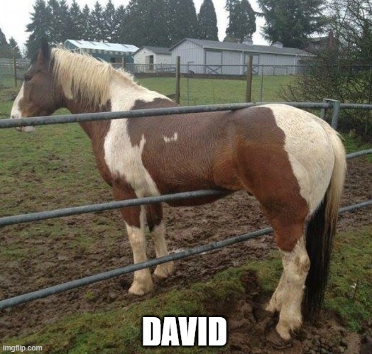 David |  DAVID | image tagged in horse,meme,funny,david,animals,juan | made w/ Imgflip meme maker
