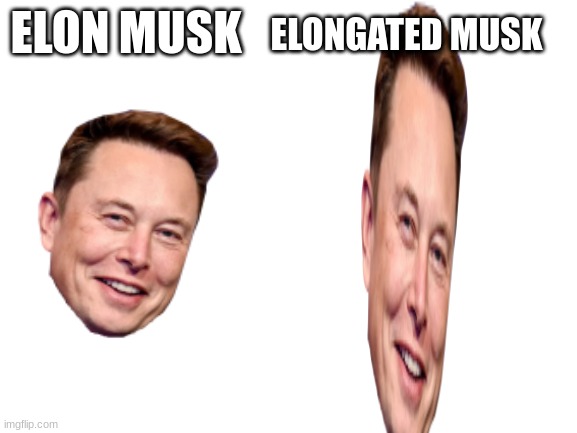 Blank White Template | ELONGATED MUSK; ELON MUSK | image tagged in blank white template | made w/ Imgflip meme maker