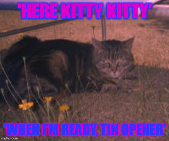 here kitty kitty | 'HERE KITTY KITTY'; 'WHEN I'M READY, TIN OPENER' | image tagged in cats,when i'm ready,tin opener | made w/ Imgflip meme maker