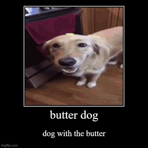 butter dog dog with the butter | image tagged in funny,demotivationals | made w/ Imgflip demotivational maker