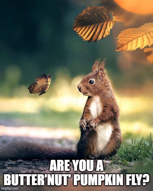 butternutfly | ARE YOU A BUTTER'NUT' PUMPKIN FLY? | image tagged in squirrel,butterfly | made w/ Imgflip meme maker