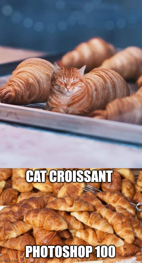 Cat croissant photoshop | CAT CROISSANT; PHOTOSHOP 100 | image tagged in croissant,photoshop 100,photoshop,cats,cat,memes | made w/ Imgflip meme maker