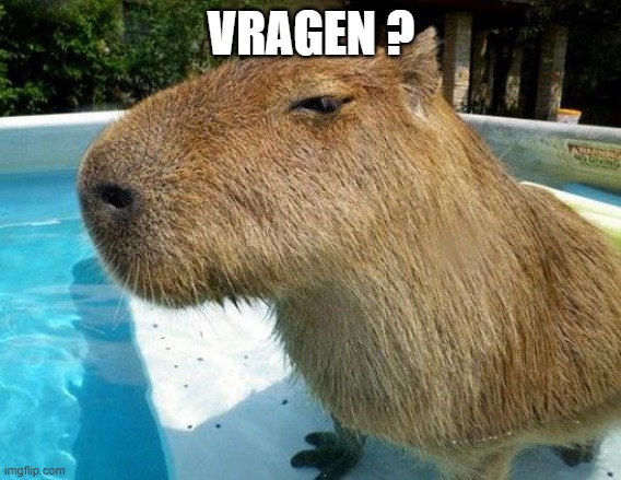 Side Eye Capybara | VRAGEN ? | image tagged in side eye capybara | made w/ Imgflip meme maker