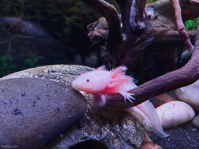 My axolotl | image tagged in axolotl | made w/ Imgflip meme maker