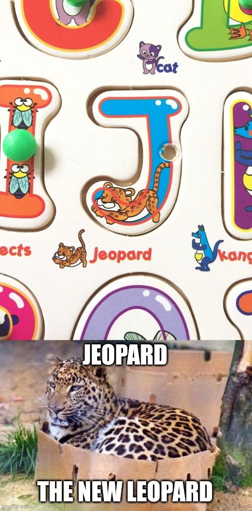 "Jeopard" | JEOPARD; THE NEW LEOPARD | image tagged in leopard cat box,jeopard,leopard,you had one job,memes,fail | made w/ Imgflip meme maker