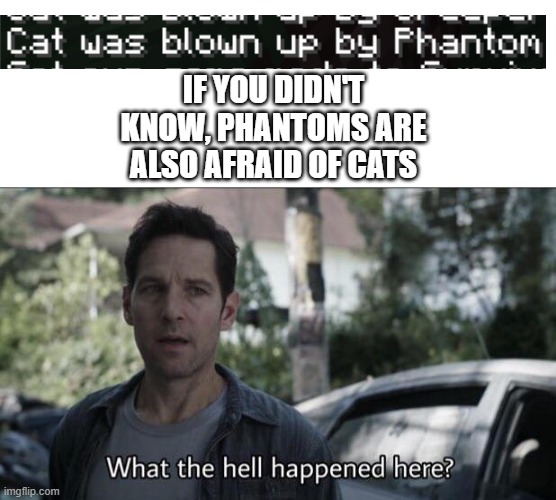 AYO HOLD UP WHAT HAPPENED HERE | IF YOU DIDN'T KNOW, PHANTOMS ARE ALSO AFRAID OF CATS | image tagged in what the hell happened here,minecraft,wait thats illegal | made w/ Imgflip meme maker