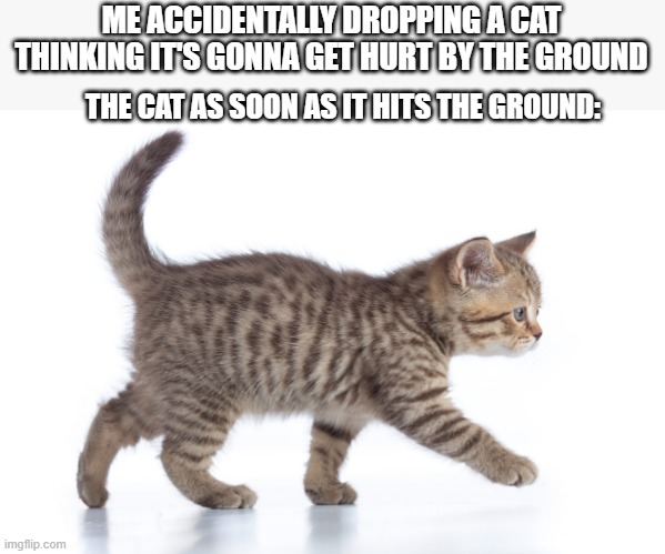 BRUH CATS LAND ON ALL FOURS NO MATTER WHAT | ME ACCIDENTALLY DROPPING A CAT THINKING IT'S GONNA GET HURT BY THE GROUND; THE CAT AS SOON AS IT HITS THE GROUND: | image tagged in cats | made w/ Imgflip meme maker