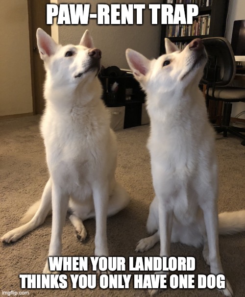 Paw-Rent Trap | PAW-RENT TRAP; WHEN YOUR LANDLORD THINKS YOU ONLY HAVE ONE DOG | image tagged in there is one dog | made w/ Imgflip meme maker