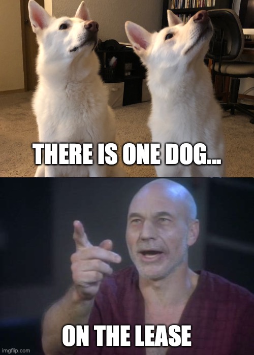 There is one dog | THERE IS ONE DOG... ON THE LEASE | image tagged in picard four lights | made w/ Imgflip meme maker