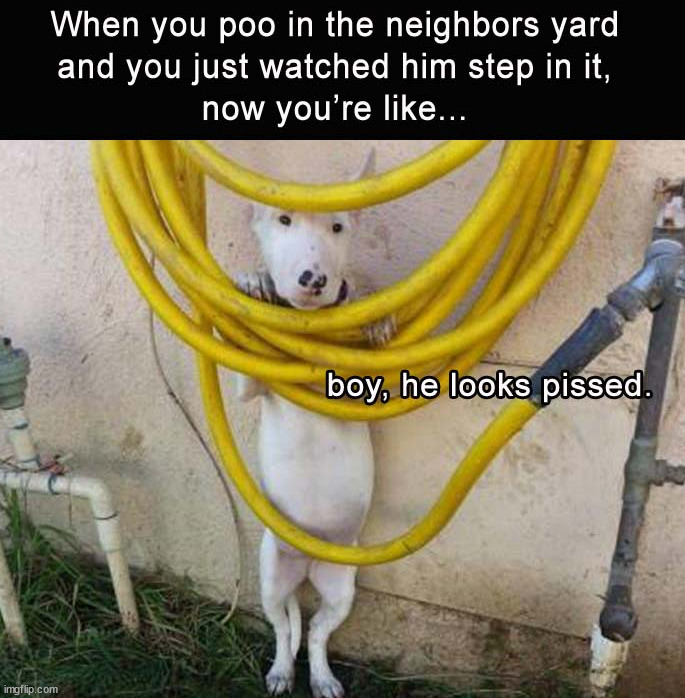 image tagged in dogs | made w/ Imgflip meme maker