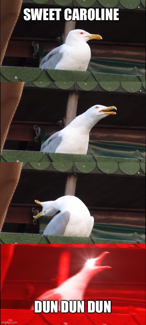 Inhaling Seagull | SWEET CAROLINE; DUN DUN DUN | image tagged in memes,inhaling seagull | made w/ Imgflip meme maker