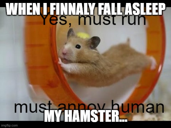 my annoying hamster | WHEN I FINNALY FALL ASLEEP; MY HAMSTER... | image tagged in funny | made w/ Imgflip meme maker