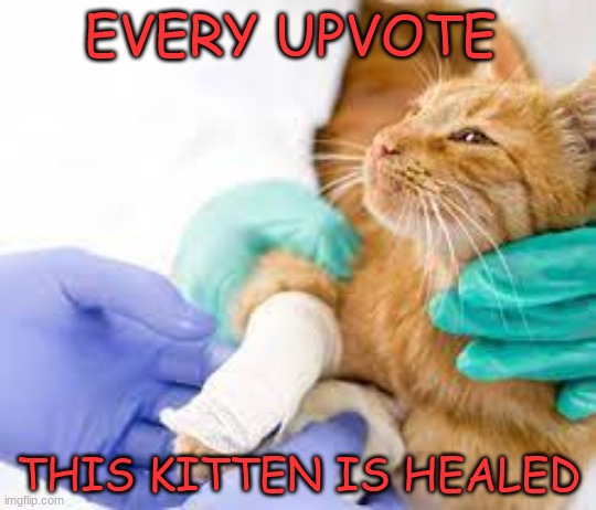 upvote to save the cat | EVERY UPVOTE; THIS KITTEN IS HEALED | image tagged in cats,broken leg,cute,upvote begging | made w/ Imgflip meme maker