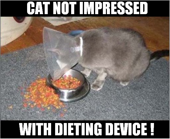 Hangry Cat ! | CAT NOT IMPRESSED; WITH DIETING DEVICE ! | image tagged in cats,hangry,cone of shame,dieting | made w/ Imgflip meme maker