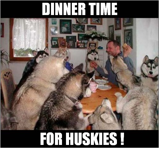 They're Well Behaved  (For Now !) | DINNER TIME; FOR HUSKIES ! | image tagged in dogs,husky,behavior | made w/ Imgflip meme maker