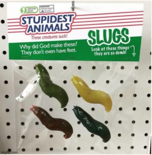 Stupid Slugs | image tagged in stupid,animals | made w/ Imgflip meme maker