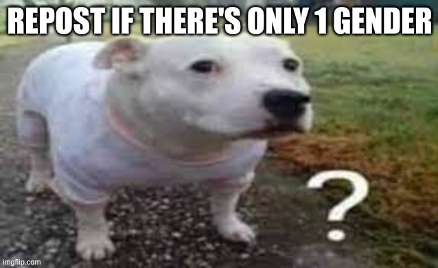 male | REPOST IF THERE'S ONLY 1 GENDER | made w/ Imgflip meme maker