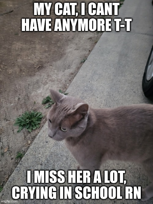couldnt even give a hug before it left | MY CAT, I CANT HAVE ANYMORE T-T; I MISS HER A LOT, CRYING IN SCHOOL RN | image tagged in hmm | made w/ Imgflip meme maker