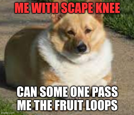Lazy corgi | ME WITH SCAPE KNEE; CAN SOME ONE PASS ME THE FRUIT LOOPS | image tagged in corgi,relatable memes,true,water | made w/ Imgflip meme maker