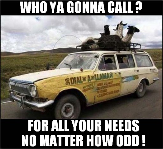Desperately Want A Llama ? | WHO YA GONNA CALL ? FOR ALL YOUR NEEDS
NO MATTER HOW ODD ! | image tagged in fun,llamas,delivery | made w/ Imgflip meme maker