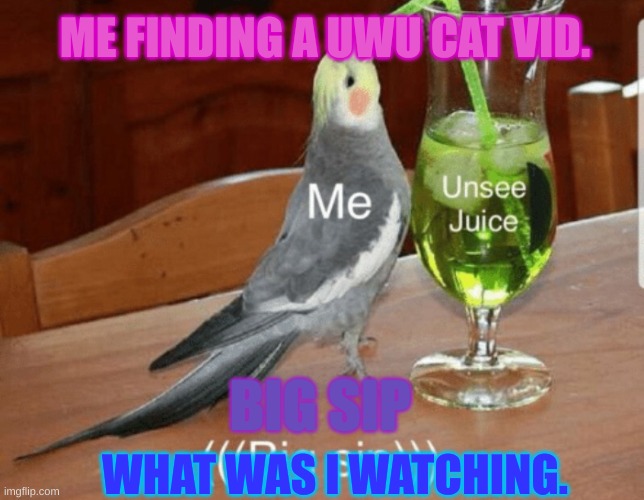 Unsee juice | ME FINDING A UWU CAT VID. BIG SIP; WHAT WAS I WATCHING. | image tagged in unsee juice | made w/ Imgflip meme maker