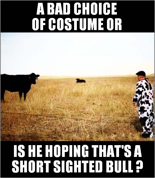 Strange Goings On Down On The Farm ! | A BAD CHOICE OF COSTUME OR; IS HE HOPING THAT'S A
SHORT SIGHTED BULL ? | image tagged in bull,cow,costume,strange | made w/ Imgflip meme maker