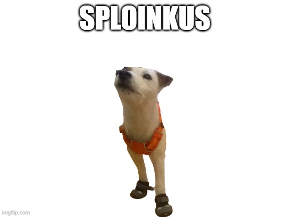 my dog | SPLOINKUS | image tagged in dog memes,boots | made w/ Imgflip meme maker