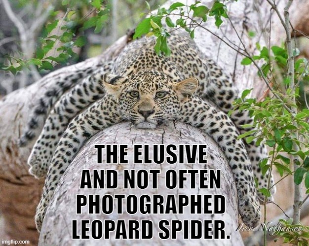 leopard spider | THE ELUSIVE AND NOT OFTEN PHOTOGRAPHED LEOPARD SPIDER. | image tagged in funny | made w/ Imgflip meme maker