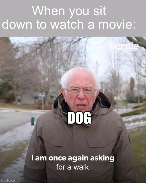 Every time | When you sit down to watch a movie:; DOG; for a walk | image tagged in memes,bernie i am once again asking for your support | made w/ Imgflip meme maker