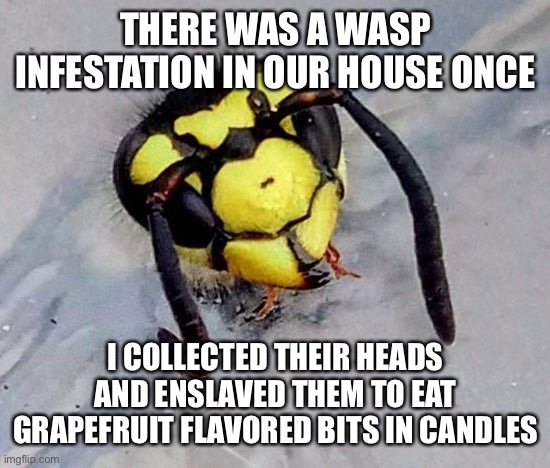 THERE WAS A WASP INFESTATION IN OUR HOUSE ONCE I COLLECTED THEIR HEADS AND ENSLAVED THEM TO EAT GRAPEFRUIT FLAVORED BITS IN CANDLES | made w/ Imgflip meme maker