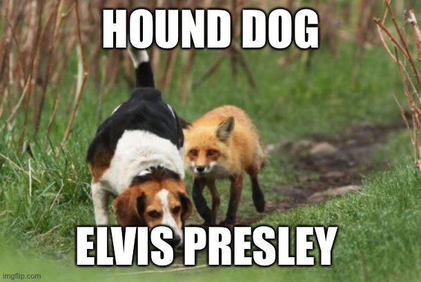 fox hound hunting dog | HOUND DOG; ELVIS PRESLEY | image tagged in fox hound hunting dog | made w/ Imgflip meme maker