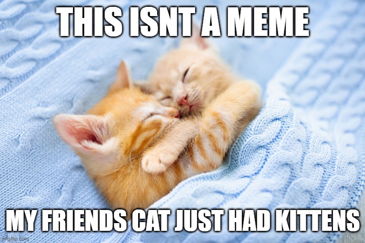 they are so cute | THIS ISNT A MEME; MY FRIENDS CAT JUST HAD KITTENS | image tagged in cat | made w/ Imgflip meme maker