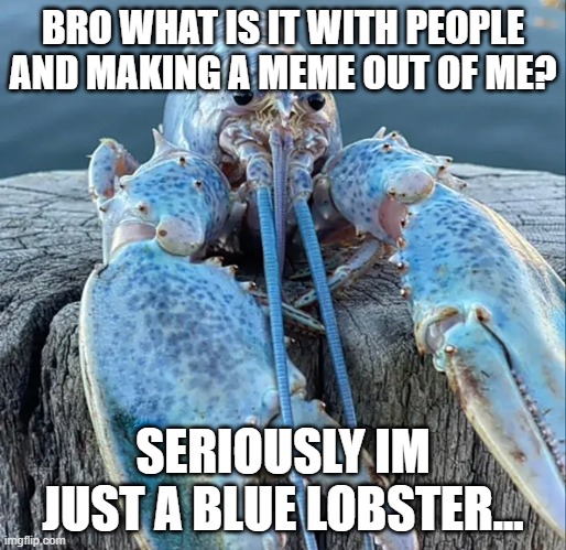The Blue Lobster | BRO WHAT IS IT WITH PEOPLE AND MAKING A MEME OUT OF ME? SERIOUSLY IM JUST A BLUE LOBSTER... | image tagged in the blue lobster | made w/ Imgflip meme maker