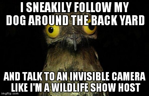 Weird Stuff I Do Potoo | I SNEAKILY FOLLOW MY DOG AROUND THE BACK YARD AND TALK TO AN INVISIBLE CAMERA LIKE I'M A WILDLIFE SHOW HOST | image tagged in memes,weird stuff i do potoo,AdviceAnimals | made w/ Imgflip meme maker