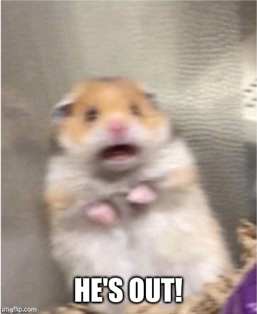 Scared Hamster | HE'S OUT! | image tagged in scared hamster | made w/ Imgflip meme maker