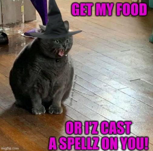 WITCH KITTY IS ANGRY | GET MY FOOD; OR I'Z CAST A SPELLZ ON YOU! | image tagged in cats,funny cats,witch,spooktober | made w/ Imgflip meme maker