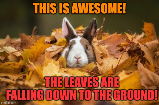 BUNNIES LOVE PLAYING IN LEAF PILES | THIS IS AWESOME! THE LEAVES ARE FALLING DOWN TO THE GROUND! | image tagged in bunny,rabbit,autumn leaves,fall | made w/ Imgflip meme maker