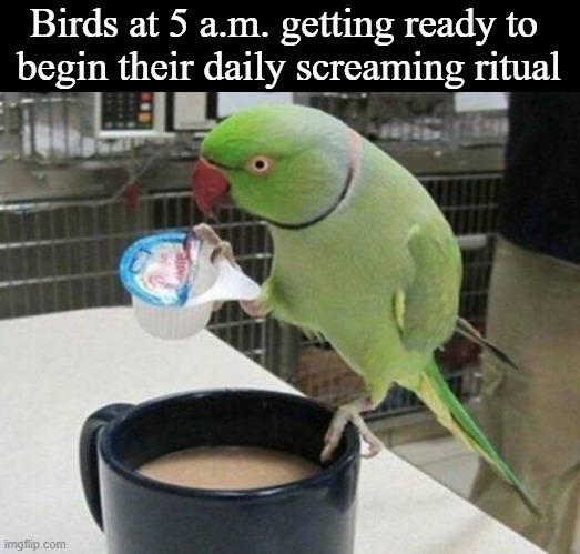 They're so annoying | Birds at 5 a.m. getting ready to 
begin their daily screaming ritual | image tagged in birds,screaming,screaming bird,memes,funny | made w/ Imgflip meme maker