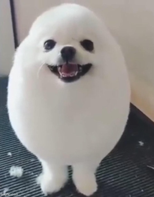 EggDog | image tagged in eggdog | made w/ Imgflip meme maker