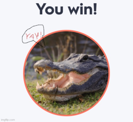 When your team wins in Quizlet am I right? | image tagged in quiz,alligator | made w/ Imgflip meme maker