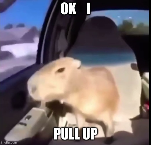 ok i pull up | OK    I; PULL UP | image tagged in capybara | made w/ Imgflip meme maker